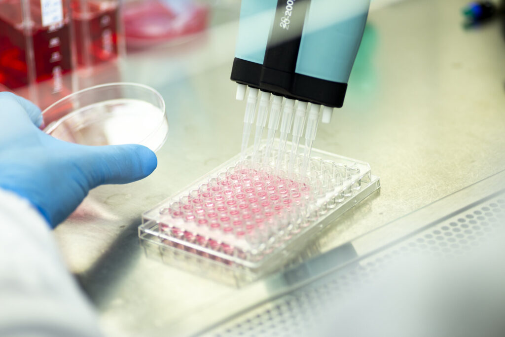 Scientist using a multichannel pipette to fill a plate of pink cell culture wells